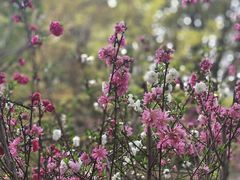-南汇桃花村