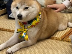 -柴迷FANS CLUB·柴犬狗咖·猫咖