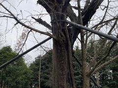 -上海佘山国家森林公园天马山园