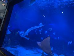 -烟台海昌鲸鲨海洋公园