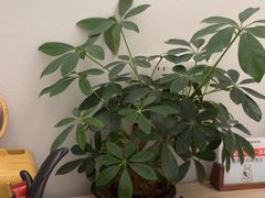 -长风拨筋养身(金虹桥店)