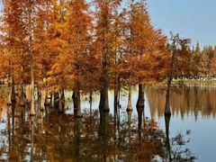 -白鹭湾湿地公园