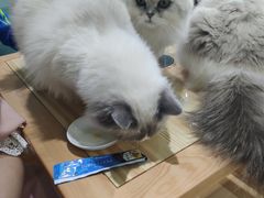 -傣妹火锅(罗宾森购物中心店)