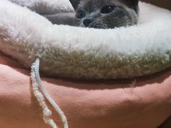 -滚猫咖啡·猫咖·猫友好撸猫(未来城店)
