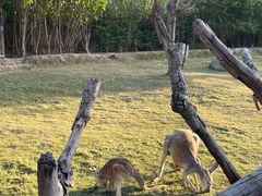 -泉州海丝野生动物世界