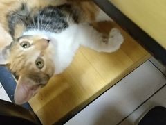 -清真·白家牛肉罩火烧老店(育才街店)