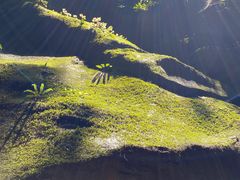 -黑河国家森林公园