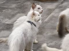 -楼上猫咖(罗湖店)