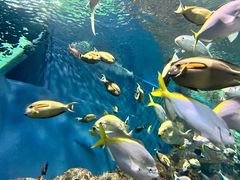 -上海海洋水族馆