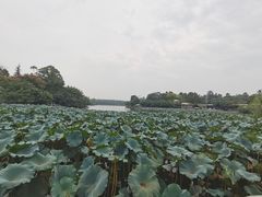 -巴山·烤全羊(高新总店)