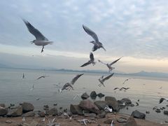 -深圳湾公园(南山区)
