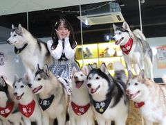 -Husky Go! 哈士奇体验馆·宠物咖啡厅狗咖