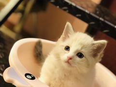 -猫咪咖啡店(新城大街店)