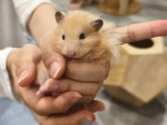 -楼上猫咖(罗湖店)