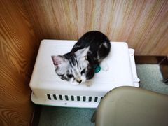 -宠颐生宠物医院·心肾内科·猫专科诊疗中心宠巢店