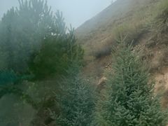 -苏木山森林公园