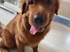 -A猫a狗全科·犬猫异宠·芥西宠物医院(南开总院)