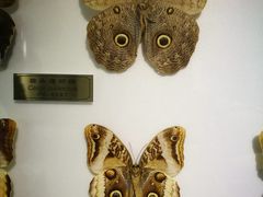 -上海昆虫博物馆