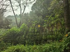 -大岭沟猕猴桃谷风景区