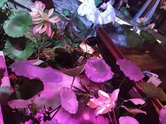 -韵秋荷(宝山龙湖天街店)