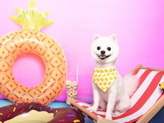 -读宠于你·约克夏比熊·睫角守宫·爬宠售卖(高新店)