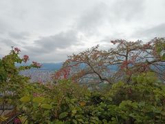 -风云岭森林公园