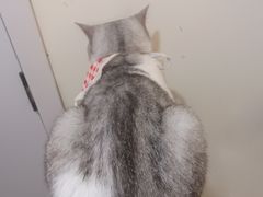 -共舞时光猫咖·狗咖(新街口店)