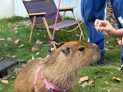 -J Create城市露营咖啡·简餐·宠物(上海动物园店)