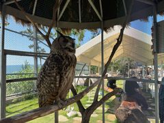 -西霞口神雕山野生动物世界