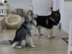 -李小姐の猫咖啡馆(五角场店)