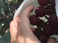 -马陆小张葡萄园农家乐