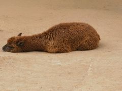 -杭州野生动物世界