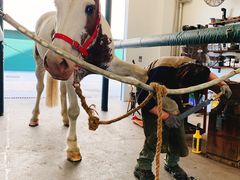 -香港赛马会双鱼河会所