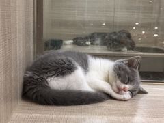 -飞行喵MR PILOT|猫舍·猫咖(静安大融城店)