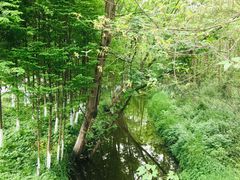 -桤木河湿地公园