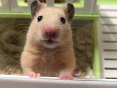 -Pets First伊珊娜洗护·精致美容·家庭式寄养(新会路店)