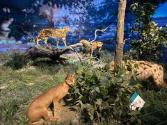 -国家自然博物馆