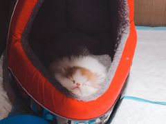 -悠尼宠物·独立低压伊珊娜洗护·美容·寄养(兰谷路店)