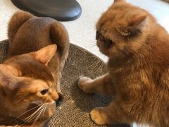 -飞行喵MR PILOT|猫舍·猫咖(静安大融城店)