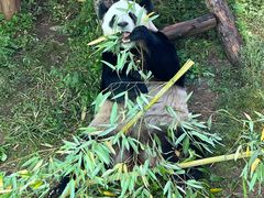 -栾川竹海野生动物园