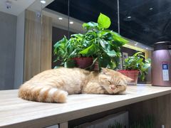 -藏猫猫咖啡主题馆(中央大道店)