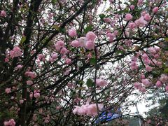 -铁山坪森林公园