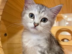 -猫咪派对(江南西店)