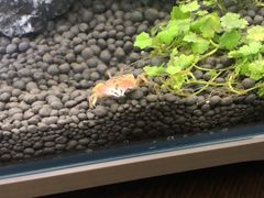 -苏州艺都古玩花鸟市场