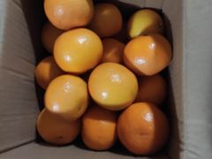 沃柑-上海龙吴水胜海发市场