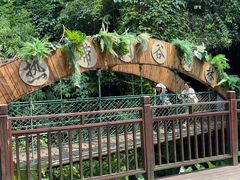-西双版纳原始森林公园