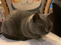 -more than meow吴止猫主题餐厅(承德 中船汇店)