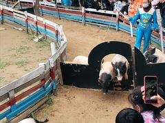 -太阳部落