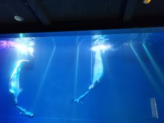 -芜湖新华联大白鲸海洋公园