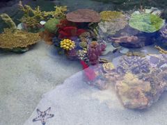 -上海海洋水族馆